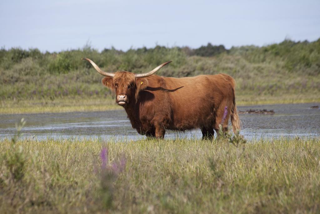 Bungalows – Bungalowpark Mooyeveld – Uniek gelegen in de duinen! Egmond-Binnen Buitenkant foto